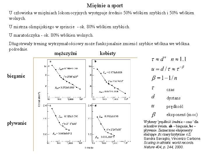 Mięśnie a sport U człowieka w mięśniach lokomocyjnych występuje średnio 50% włókien szybkich i