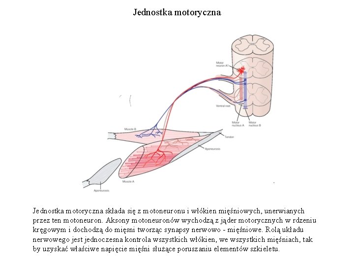 Jednostka motoryczna składa się z motoneuronu i włókien mięśniowych, unerwianych przez ten motoneuron. Aksony