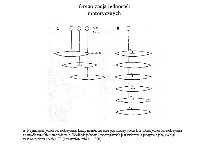 Organizacja jednostek motorycznych A. Najmniejsza jednostka motoryczna: każdy neuron unerwia pojedynczy mięsień. B. Duża