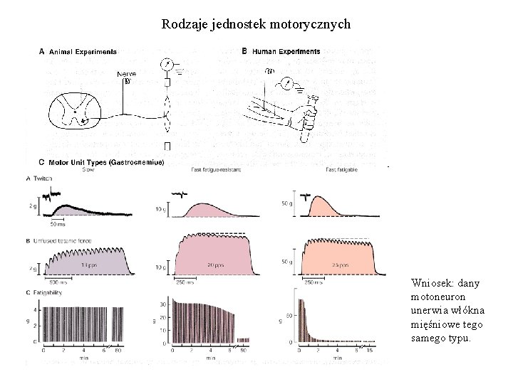 Rodzaje jednostek motorycznych Wniosek: dany motoneuron unerwia włókna mięśniowe tego samego typu. 