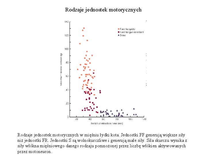 Rodzaje jednostek motorycznych w mięśniu łydki kota. Jednostki FF generują większe siły niż jednostki