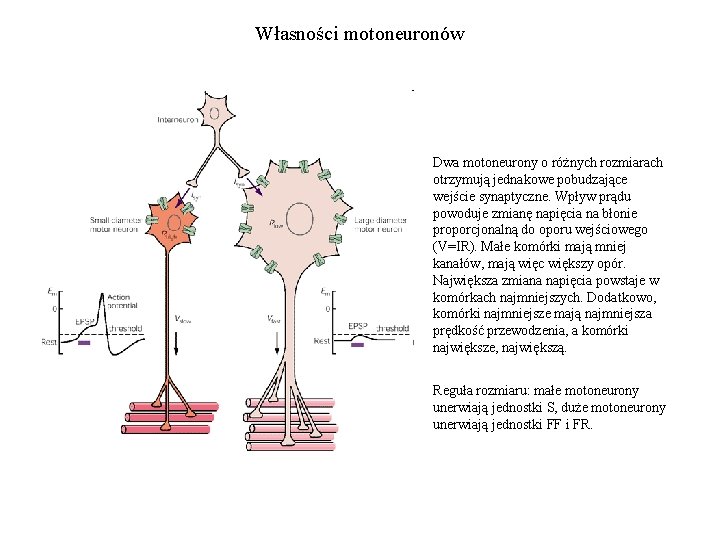 Własności motoneuronów Dwa motoneurony o różnych rozmiarach otrzymują jednakowe pobudzające wejście synaptyczne. Wpływ prądu