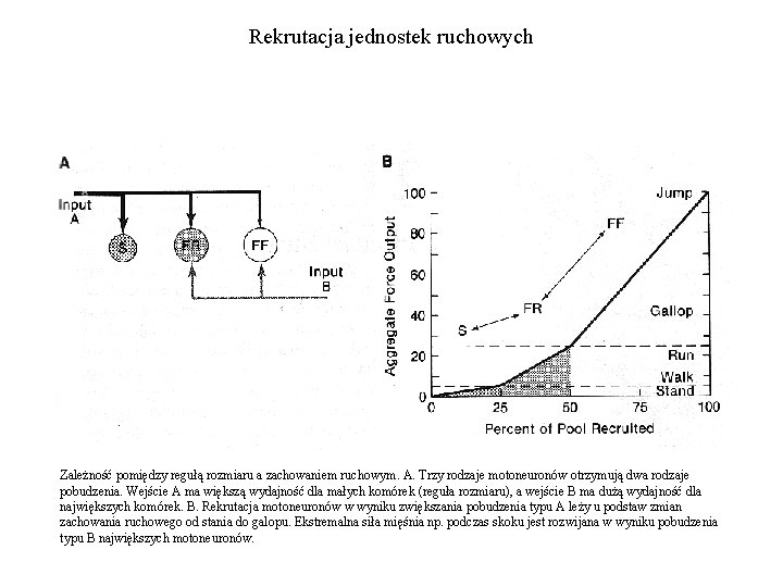 Rekrutacja jednostek ruchowych Zależność pomiędzy regułą rozmiaru a zachowaniem ruchowym. A. Trzy rodzaje motoneuronów