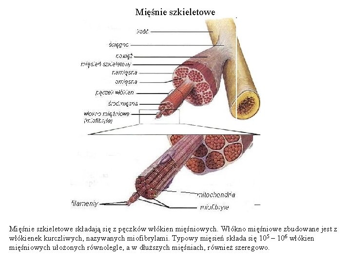 Mięśnie szkieletowe składają się z pęczków włókien mięśniowych. Włókno mięśniowe zbudowane jest z włókienek