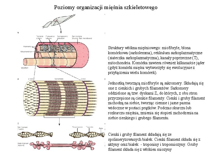 Poziomy organizacji mięśnia szkieletowego Struktury włókna mięśniowego: miofibryle, błona komórkowa (sarkolemma), retikulum sarkoplazmatyczne (siateczka