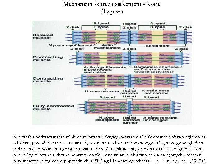 Mechanizm skurczu sarkomeru - teoria ślizgowa W wyniku oddziaływania włókien miozyny i aktyny, powstaje