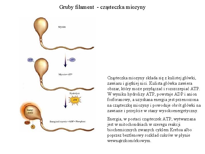 Gruby filament - cząsteczka miozyny Cząsteczka miozyny składa się z kulistej główki, zawiasu i