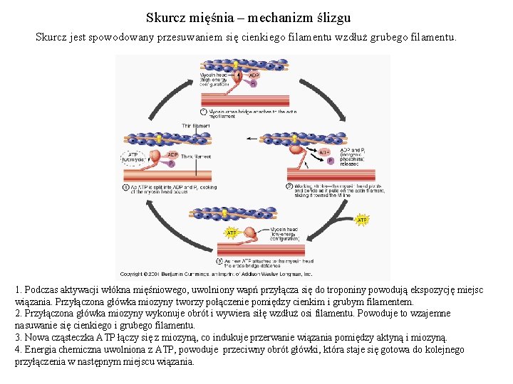 Skurcz mięśnia – mechanizm ślizgu Skurcz jest spowodowany przesuwaniem się cienkiego filamentu wzdłuż grubego