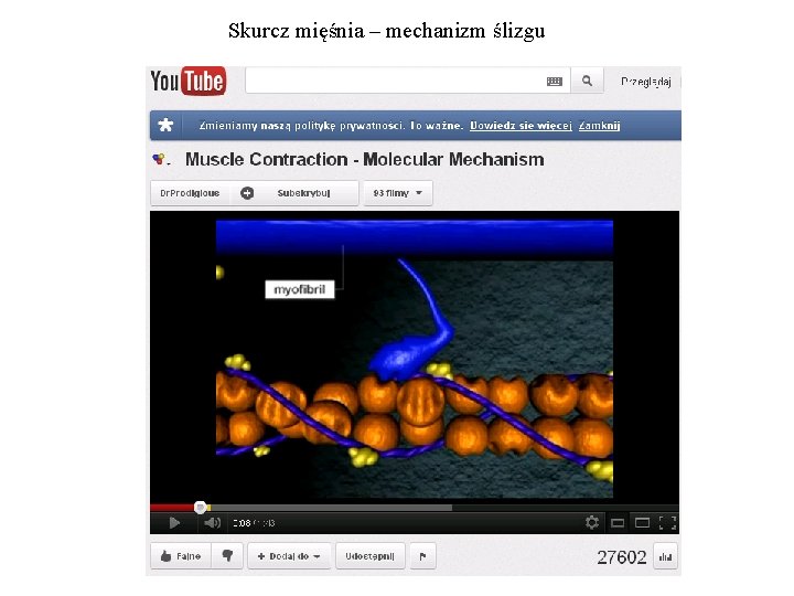Skurcz mięśnia – mechanizm ślizgu 