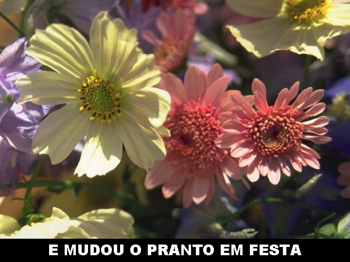 E MUDOU O PRANTO EM FESTA 