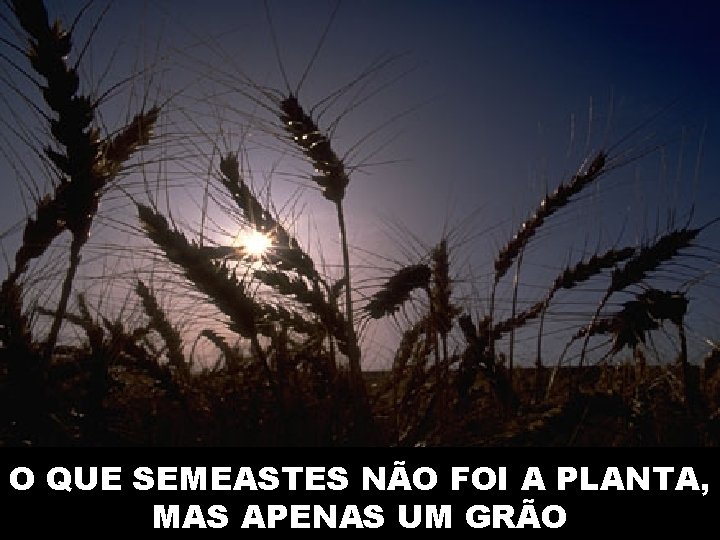 O QUE SEMEASTES NÃO FOI A PLANTA, MAS APENAS UM GRÃO 