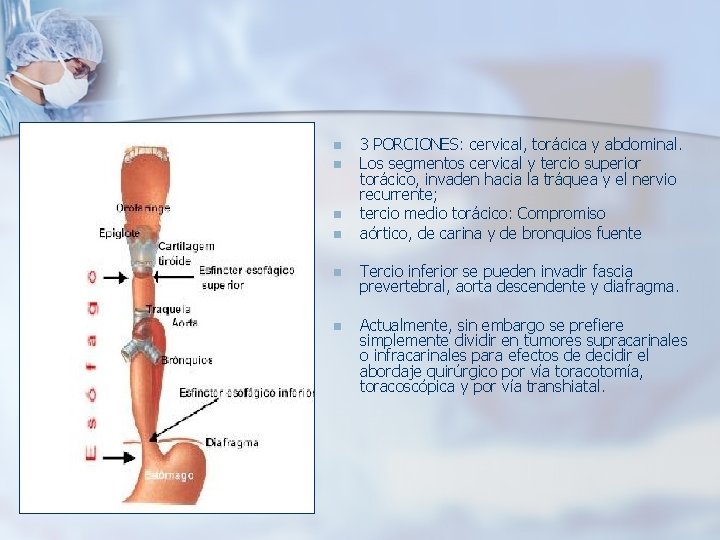 n n 3 PORCIONES: cervical, torácica y abdominal. Los segmentos cervical y tercio superior