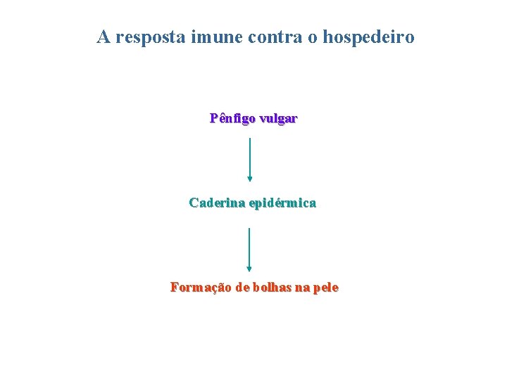 A resposta imune contra o hospedeiro Pênfigo vulgar Caderina epidérmica Formação de bolhas na