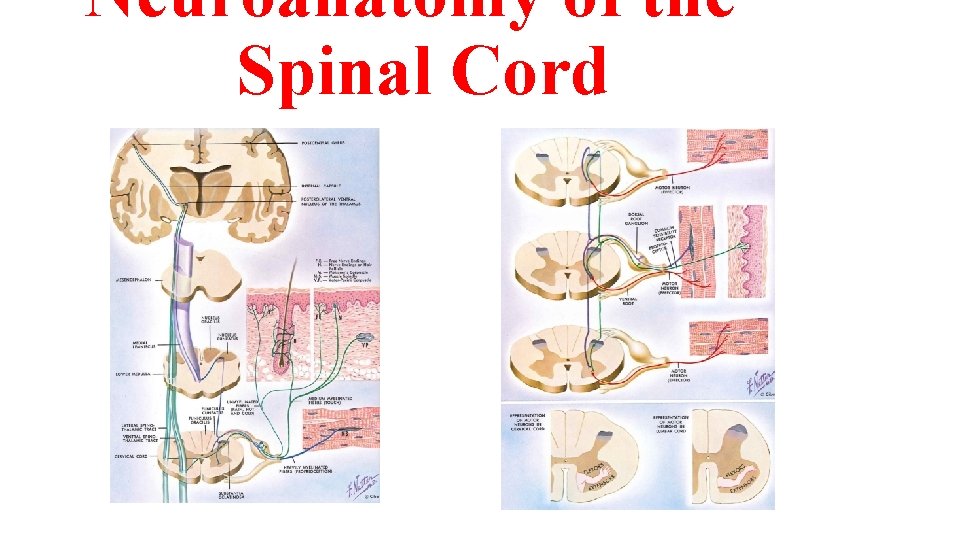 Neuroanatomy of the Spinal Cord 