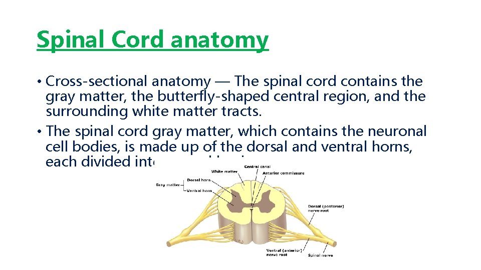 Spinal Cord anatomy • Cross-sectional anatomy — The spinal cord contains the gray matter,