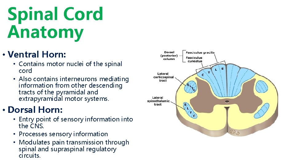 Spinal Cord Anatomy • Ventral Horn: • Contains motor nuclei of the spinal cord