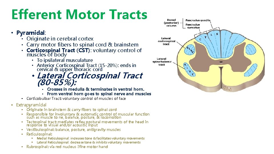 Efferent Motor Tracts • Pyramidal: • Originate in cerebral cortex • Carry motor fibers