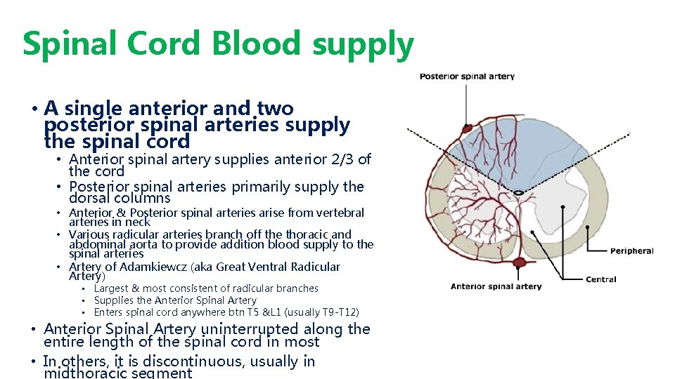 Spinal Cord Blood supply • A single anterior and two posterior spinal arteries supply