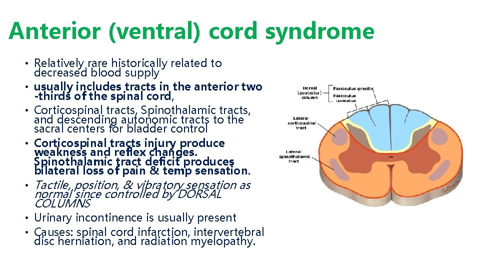 Anterior (ventral) cord syndrome • Relatively rare historically related to decreased blood supply •