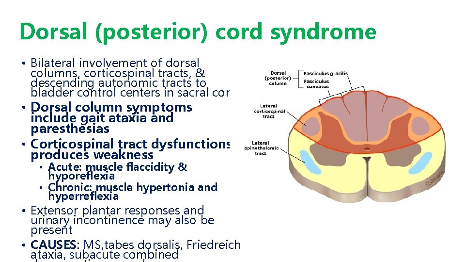 Dorsal (posterior) cord syndrome • Bilateral involvement of dorsal columns, corticospinal tracts, & descending