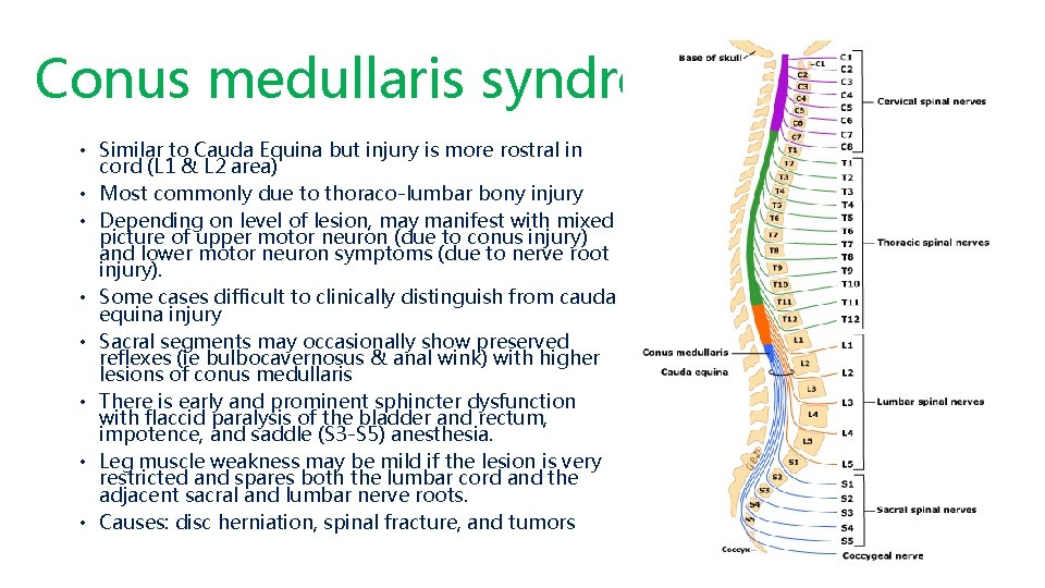 Conus medullaris syndrome • Similar to Cauda Equina but injury is more rostral in