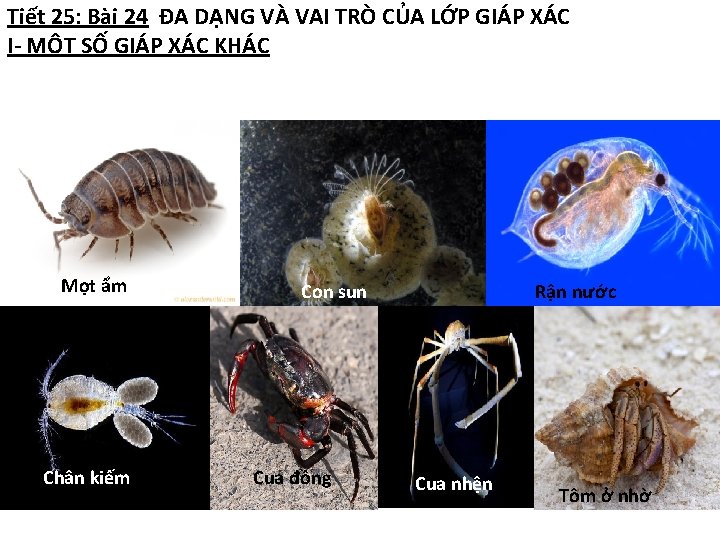 Tiết 25: Bài 24 ĐA DẠNG VÀ VAI TRÒ CỦA LỚP GIÁP XÁC I-