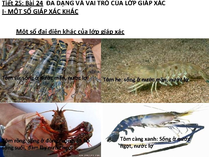 Tiết 25: Bài 24 ĐA DẠNG VÀ VAI TRÒ CỦA LỚP GIÁP XÁC I-