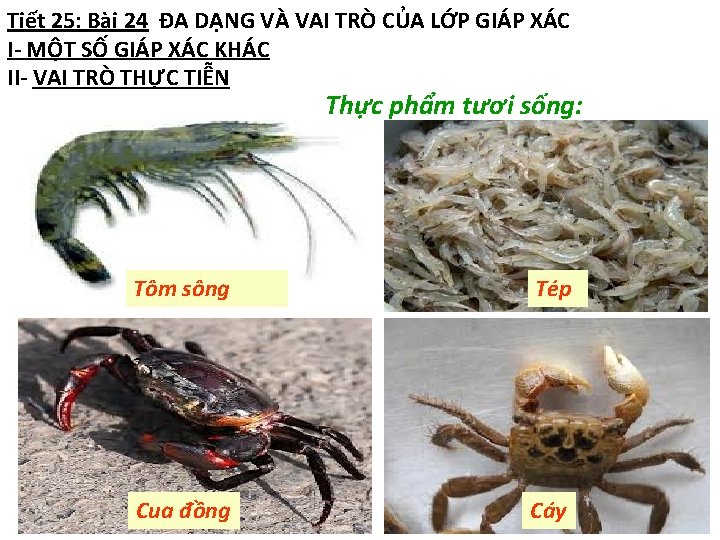 Tiết 25: Bài 24 ĐA DẠNG VÀ VAI TRÒ CỦA LỚP GIÁP XÁC I-