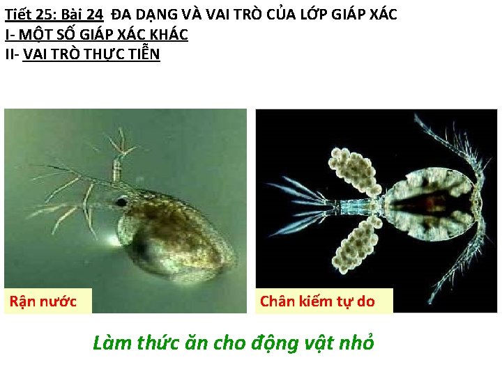 Tiết 25: Bài 24 ĐA DẠNG VÀ VAI TRÒ CỦA LỚP GIÁP XÁC I-