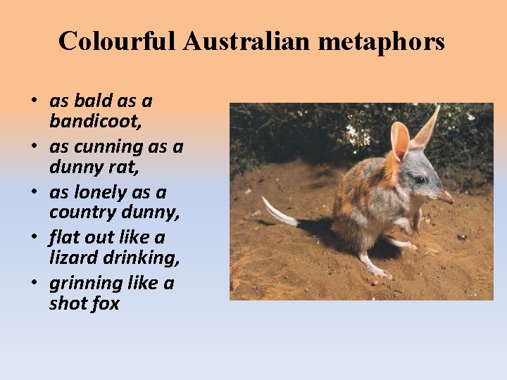 Colourful Australian metaphors • as bald as a bandicoot, • as cunning as a