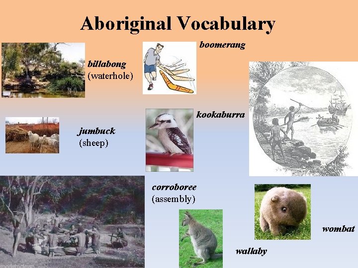 Aboriginal Vocabulary boomerang billabong (waterhole) kookaburra jumbuck (sheep) corroboree (assembly) wombat wallaby 