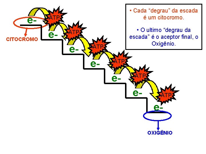 e. CITOCROMO • Cada “degrau” da escada é um citocromo. ATP e- • O