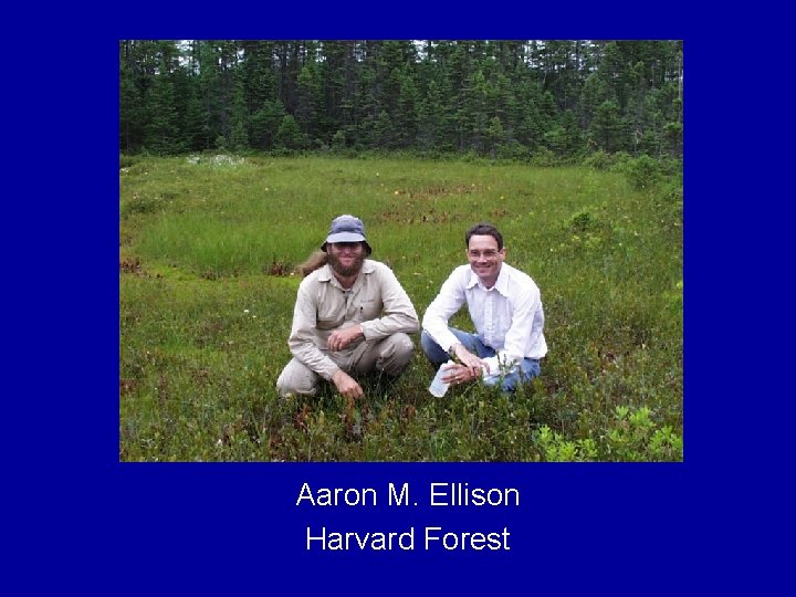 Aaron M. Ellison Harvard Forest 