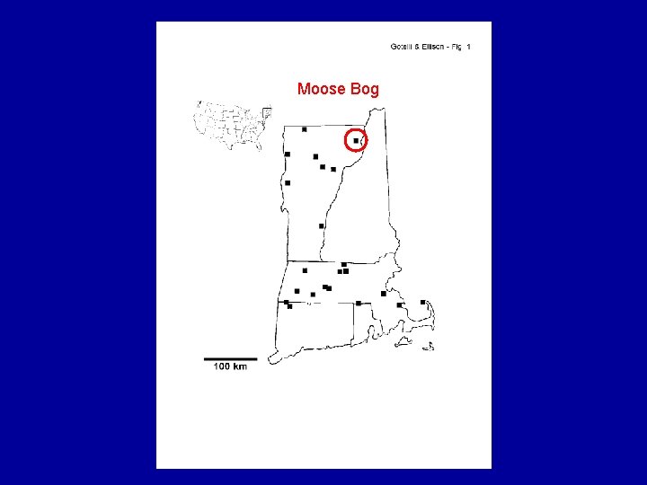 Moose Bog 