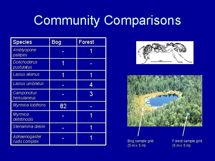 Community Comparisons Species Bog Forest Amblyopone pallipes - 1 Dolichoderus pustulatus 1 - Lasius