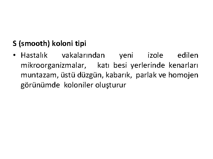 S (smooth) koloni tipi • Hastalık vakalarından yeni izole edilen mikroorganizmalar, katı besi yerlerinde