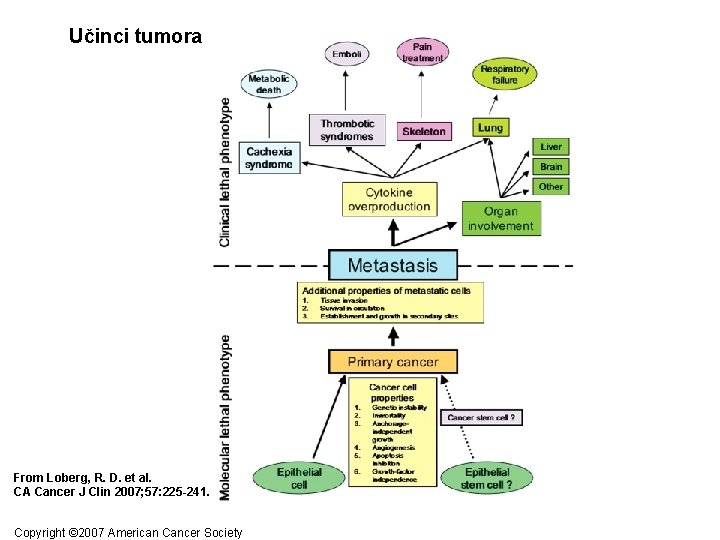 Učinci tumora From Loberg, R. D. et al. CA Cancer J Clin 2007; 57: