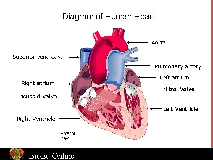 Diagram of Human Heart Aorta Superior vena cava Pulmonary artery Left atrium Right atrium