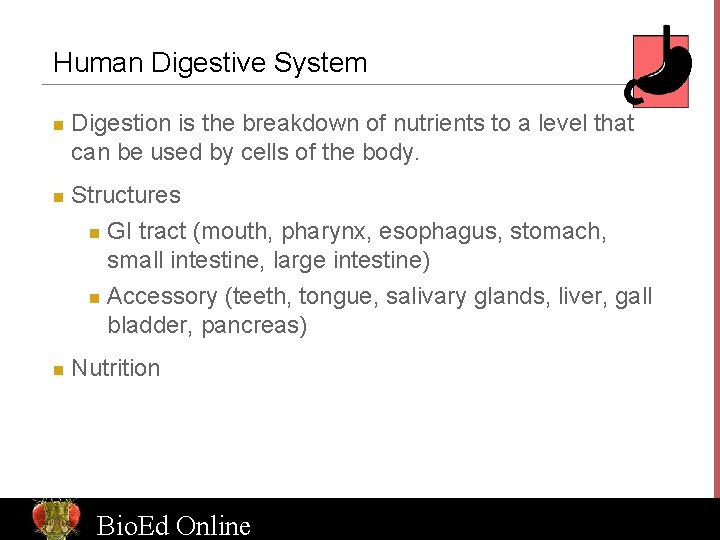 Human Digestive System n n n Digestion is the breakdown of nutrients to a