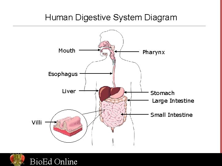 Human Digestive System Diagram Mouth Pharynx Esophagus Liver Stomach Large Intestine Small Intestine Villi