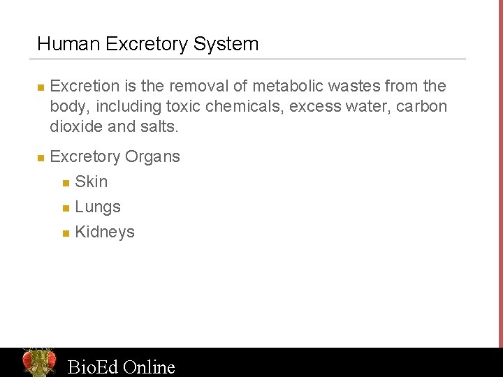 Human Excretory System n n Excretion is the removal of metabolic wastes from the