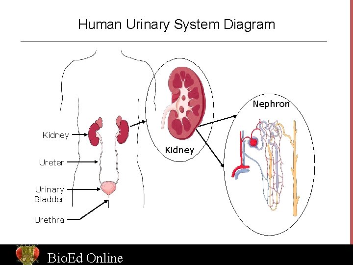 Human Urinary System Diagram Nephron Kidney Ureter Urinary Bladder Urethra Bio. Ed Online www.