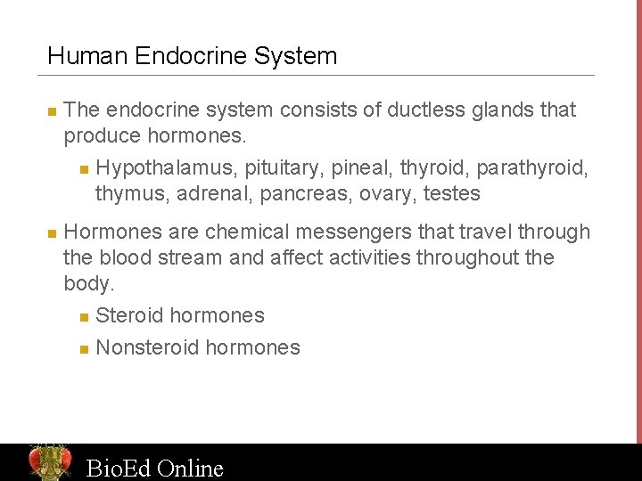 Human Endocrine System n n The endocrine system consists of ductless glands that produce