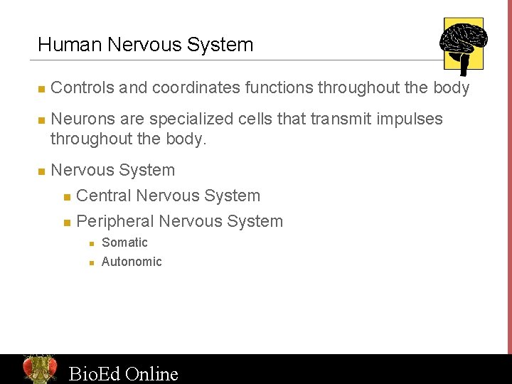 Human Nervous System n n n Controls and coordinates functions throughout the body Neurons