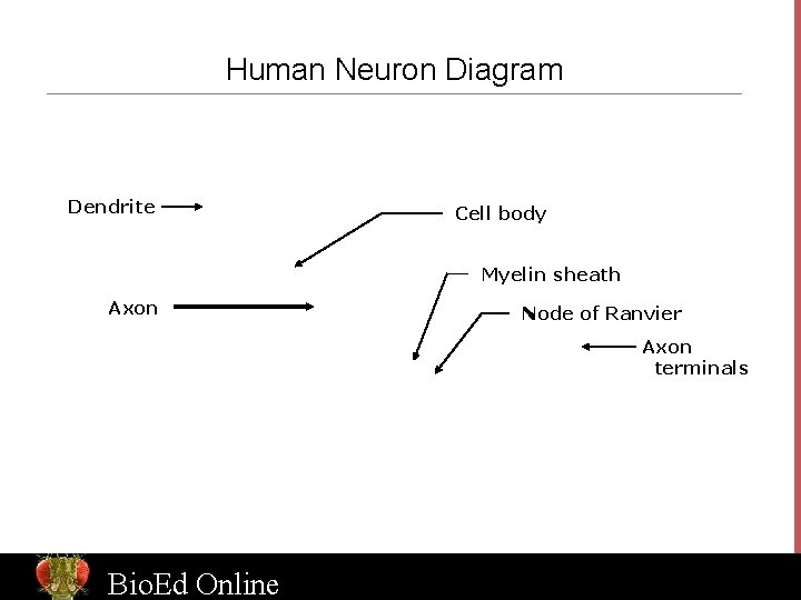 Human Neuron Diagram Dendrite Cell body Myelin sheath Axon Node of Ranvier Axon terminals