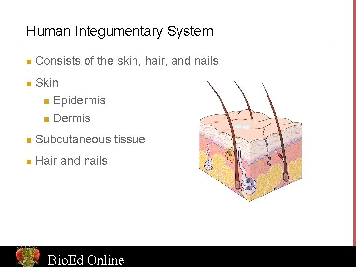 Human Integumentary System n n Consists of the skin, hair, and nails Skin n