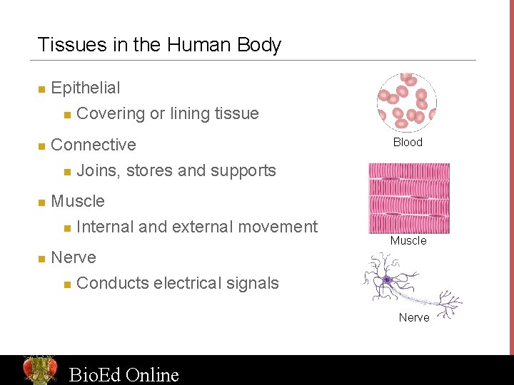 Tissues in the Human Body n n Epithelial n Covering or lining tissue Connective