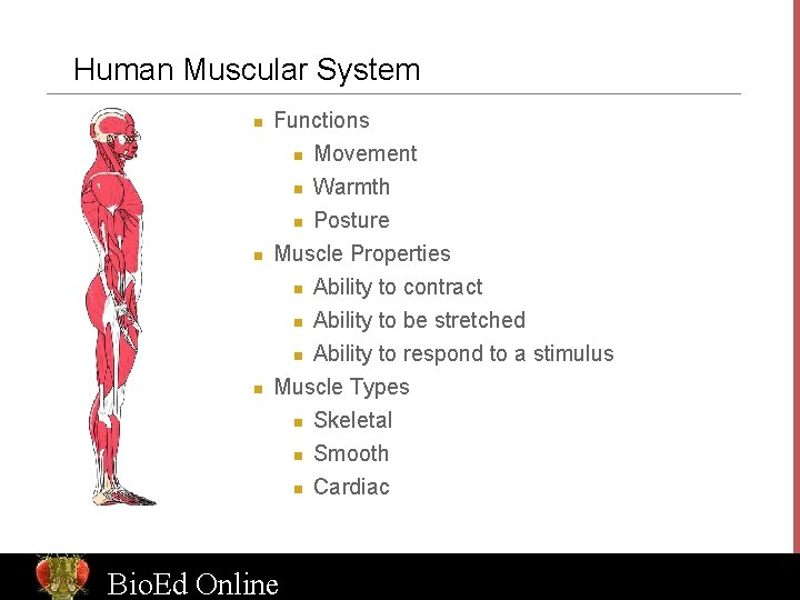 Human Muscular System n Functions n Movement Warmth n Posture Muscle Properties n Ability