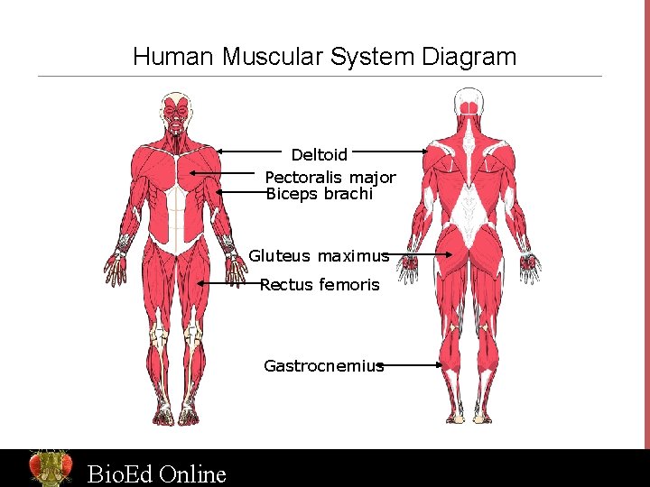 Human Muscular System Diagram Deltoid Pectoralis major Biceps brachi Gluteus maximus Rectus femoris Gastrocnemius