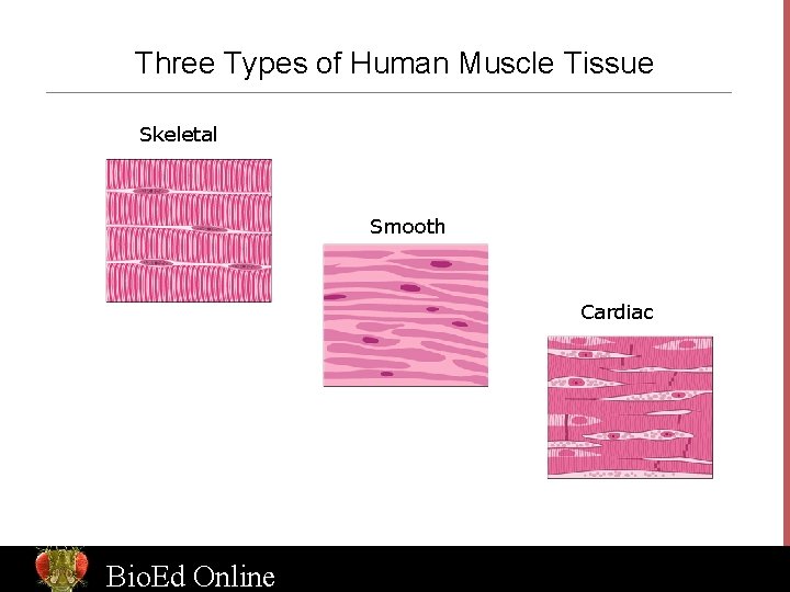 Three Types of Human Muscle Tissue Skeletal Smooth Cardiac Bio. Ed Online www. Bio.